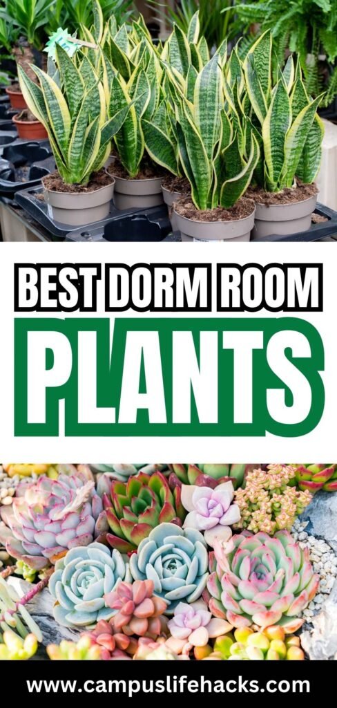 best dorm room plants