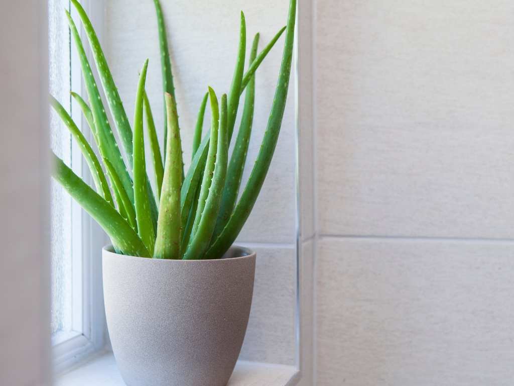aloe vera plant