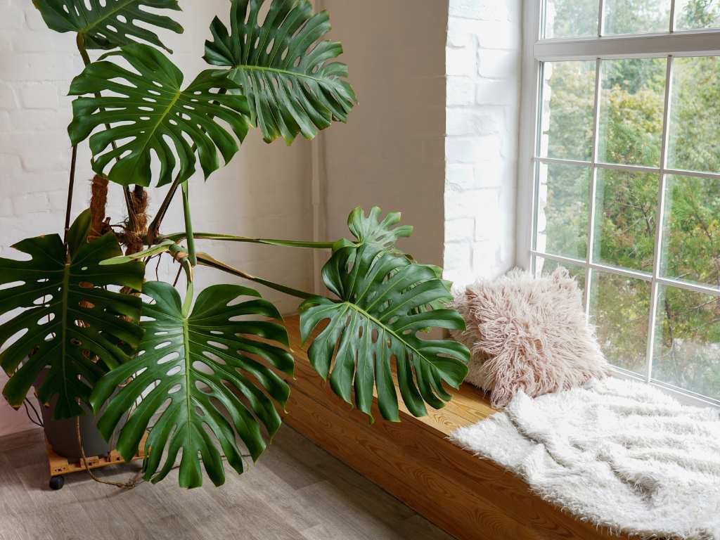 best dorm room plants