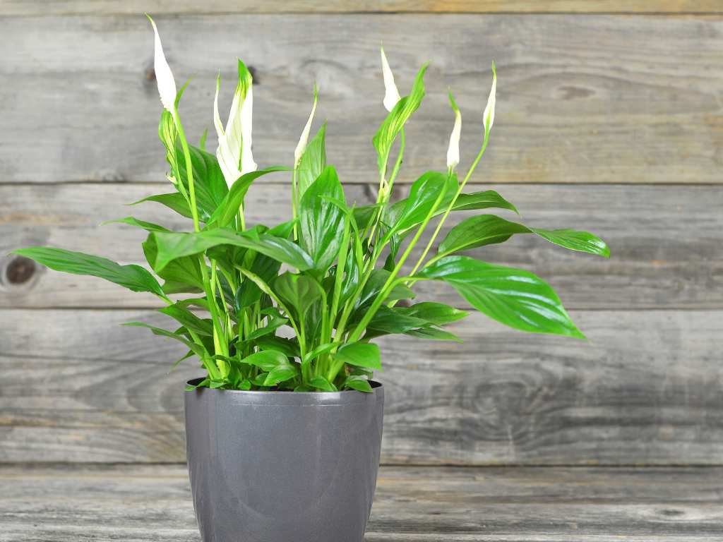 peace lily