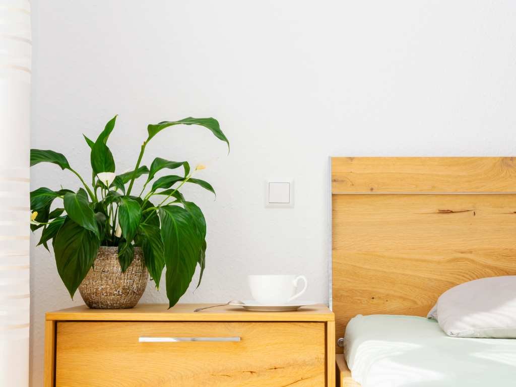 best dorm room plants
