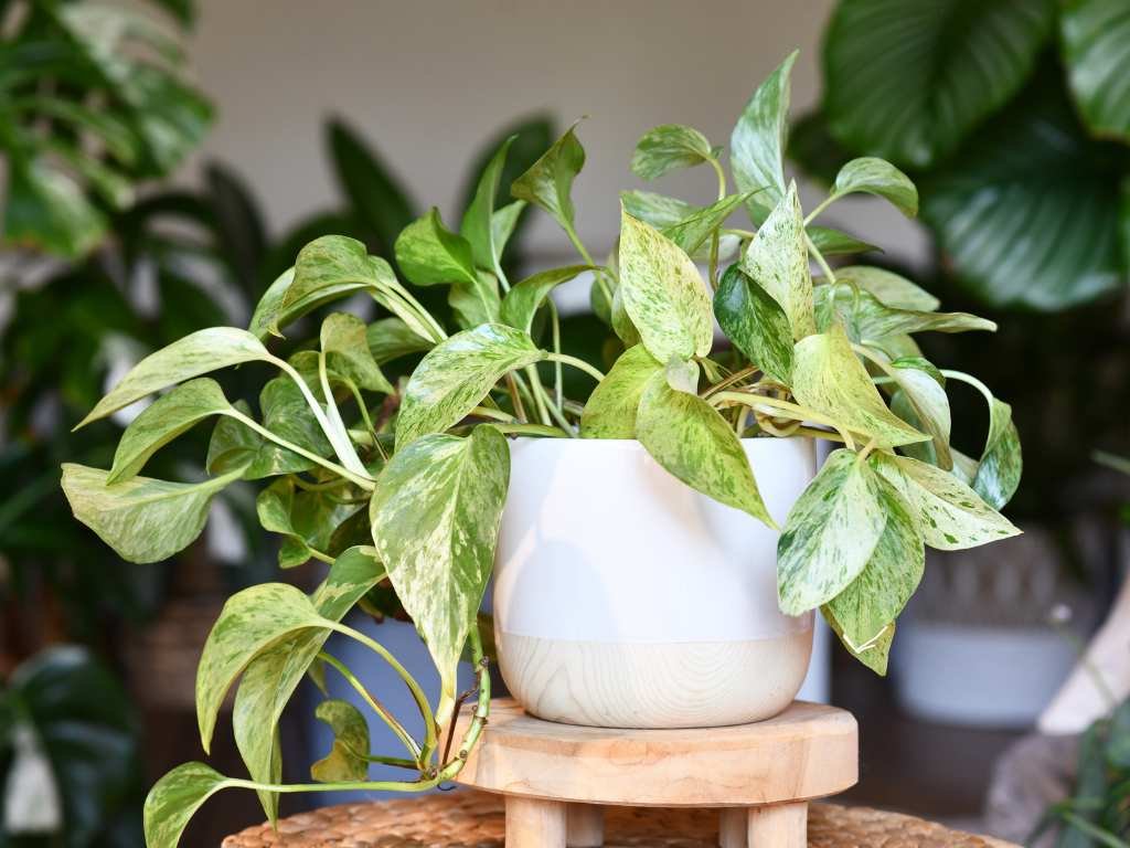 pothos plant