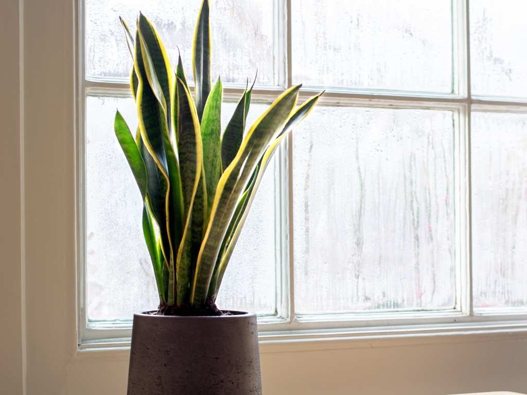 snake plant