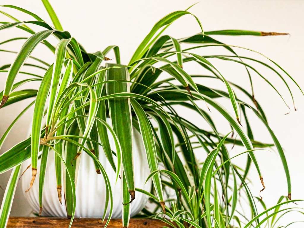 spider plant