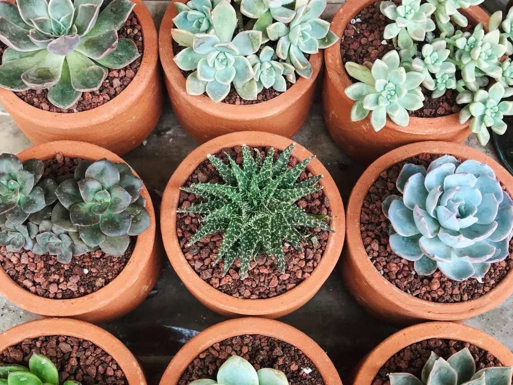 succulents