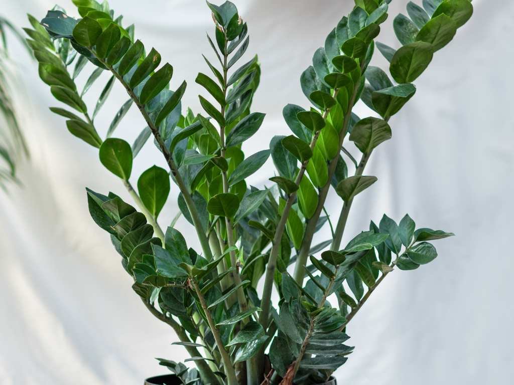 zz plant or zanzibar gem