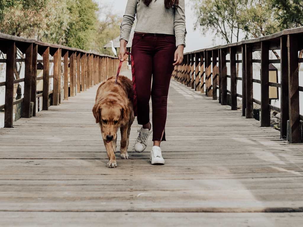 young woman walking her golden retriever on a wooden bridge